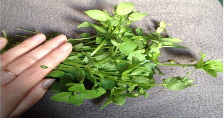 Natural Remedy to Reduce Inflammation - Chickweed.jpg